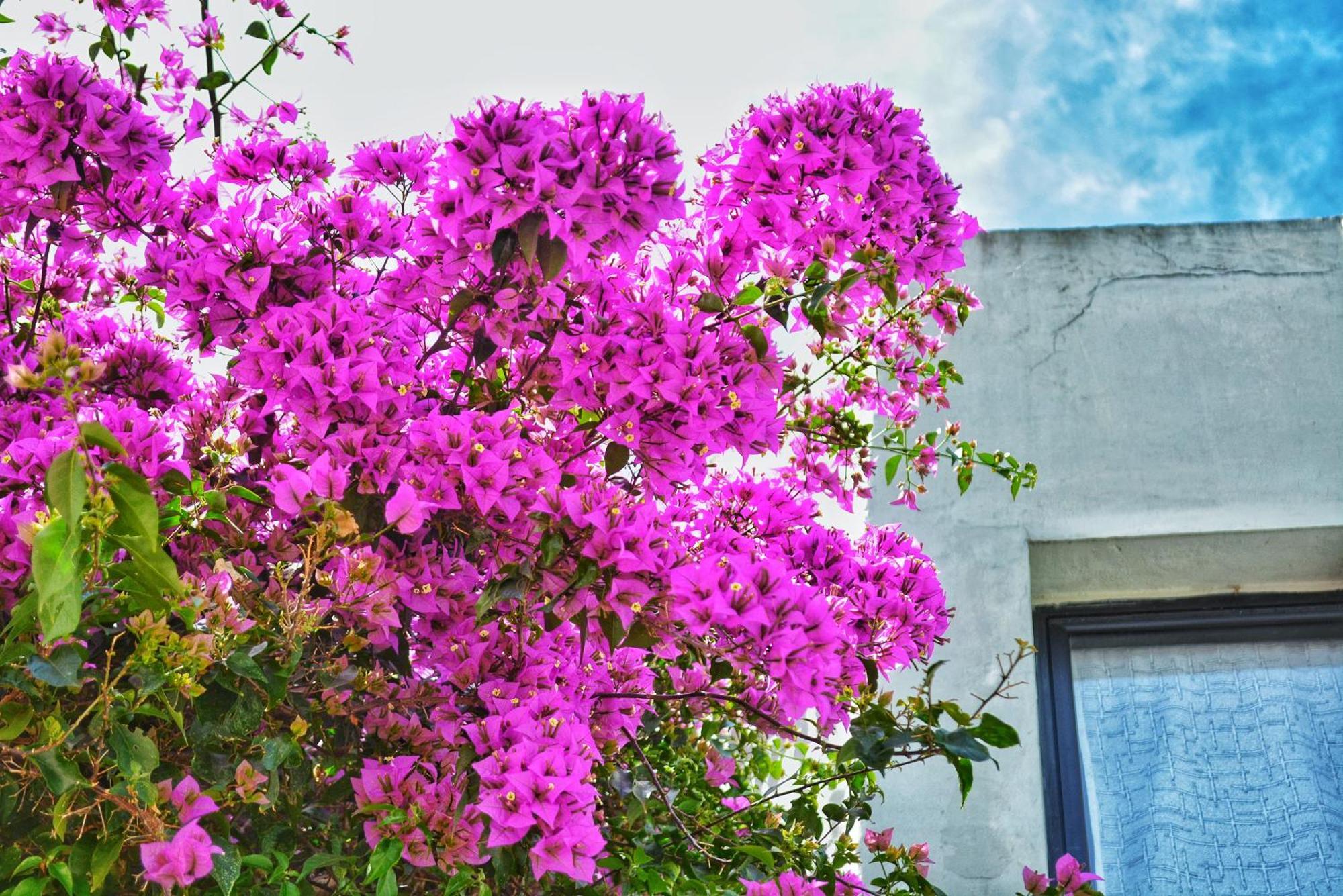 Posada Santa Rita Colonia del Sacramento Exteriér fotografie